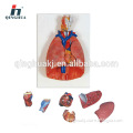 Human Thoracic Organs